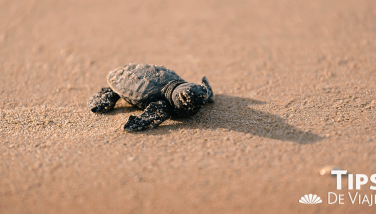 Experimenta en Crown Paradise la liberación de tortugas marinas